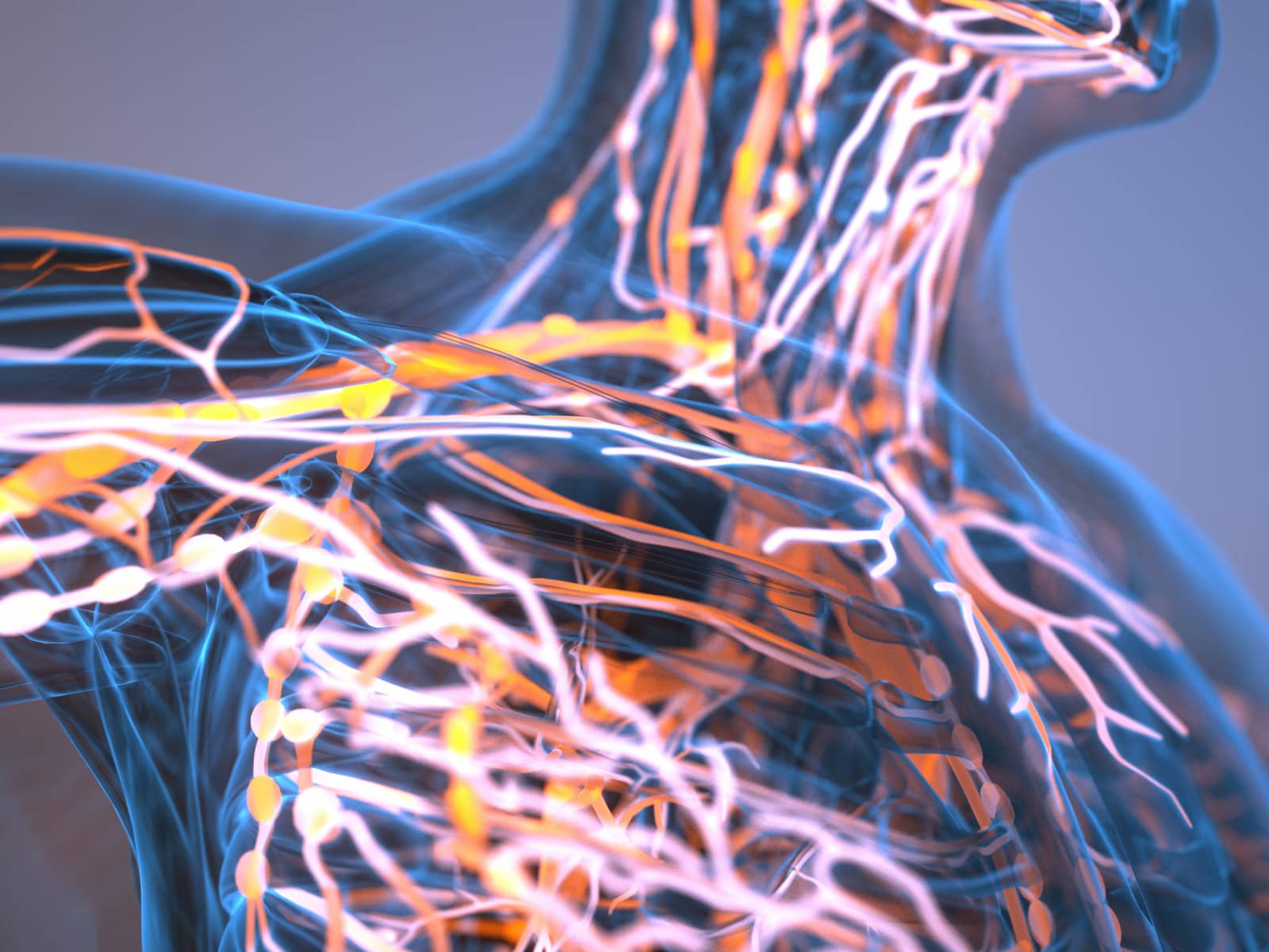 image of circulatory system