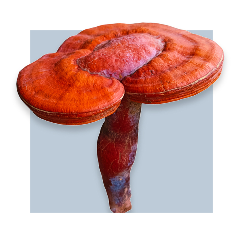 image of Reishi Mushroom