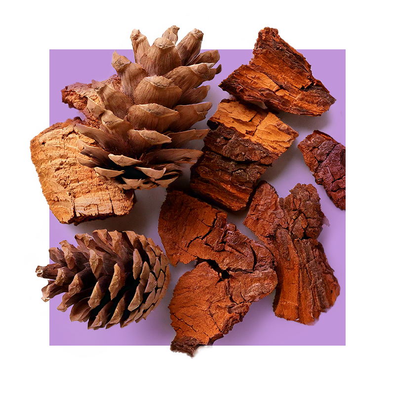 image of pine bark