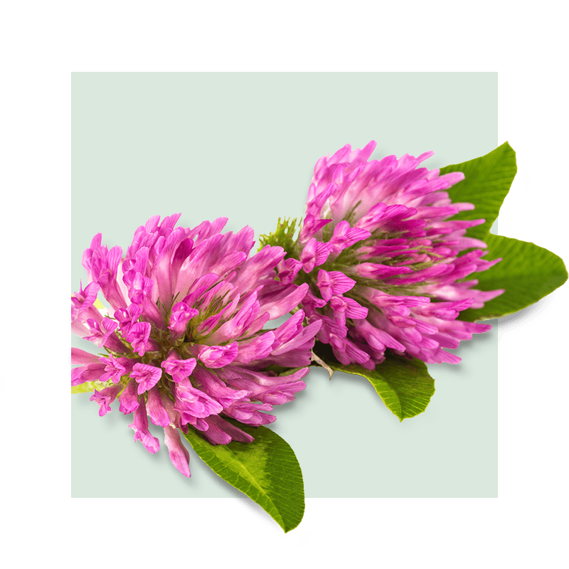 image of red clover flower