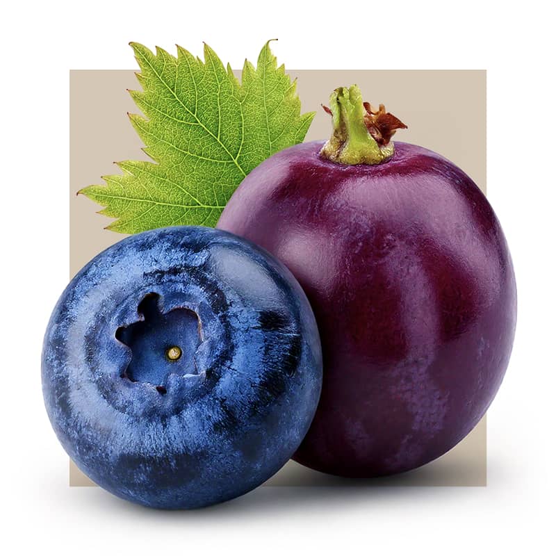 BLUEBERRY AND GRAPES IMAGE