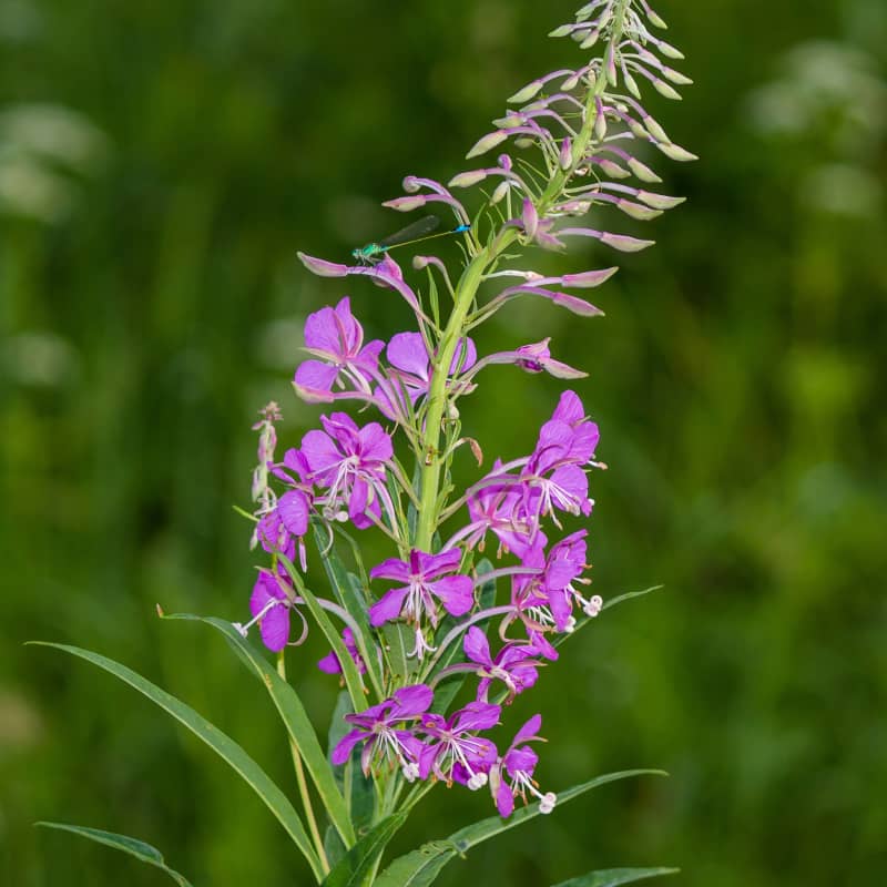 image of Epilobium Angustifolium Flower