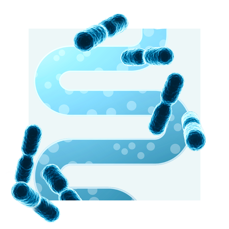 image of bacteria