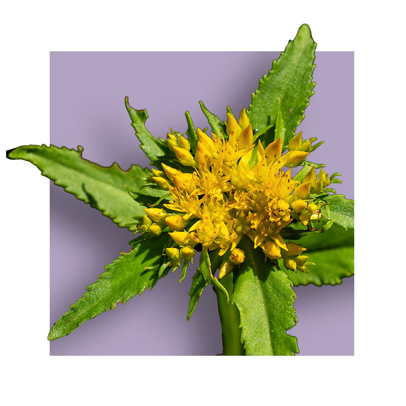 image of rhodiola rosea