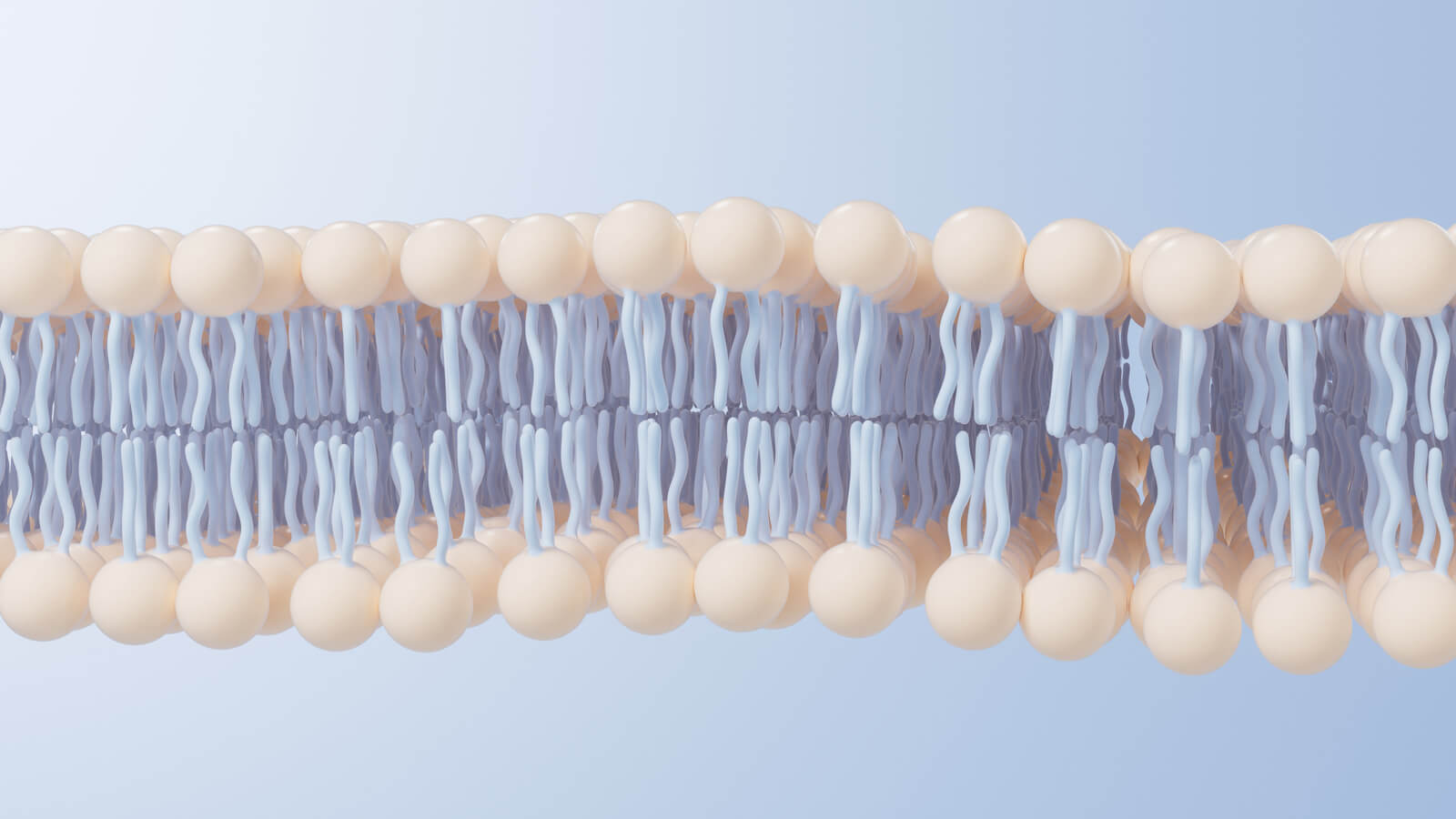Image of phospholipids
