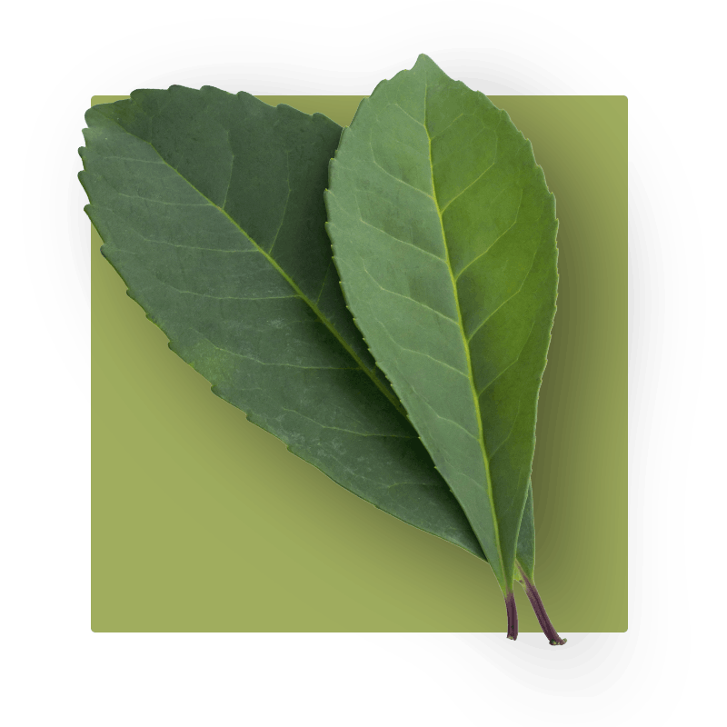 image of yerba mate leaves
