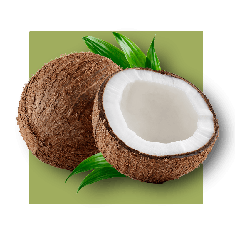image of coconut