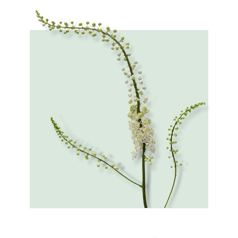 image of Black Cohosh