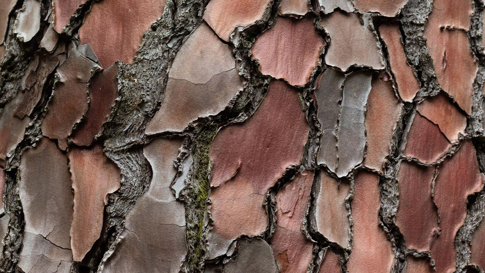 image of pine bark