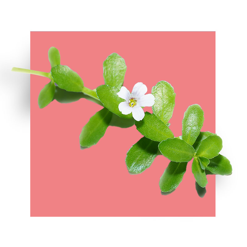 image of Bacopin