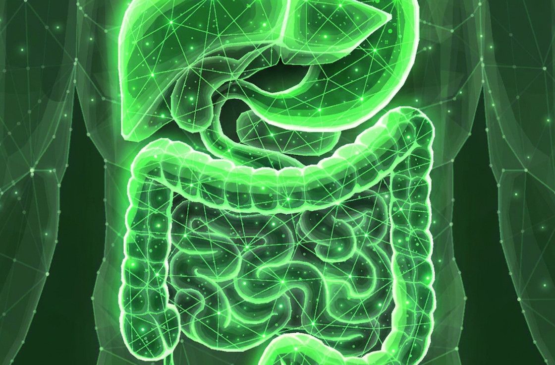 image of human digestive system